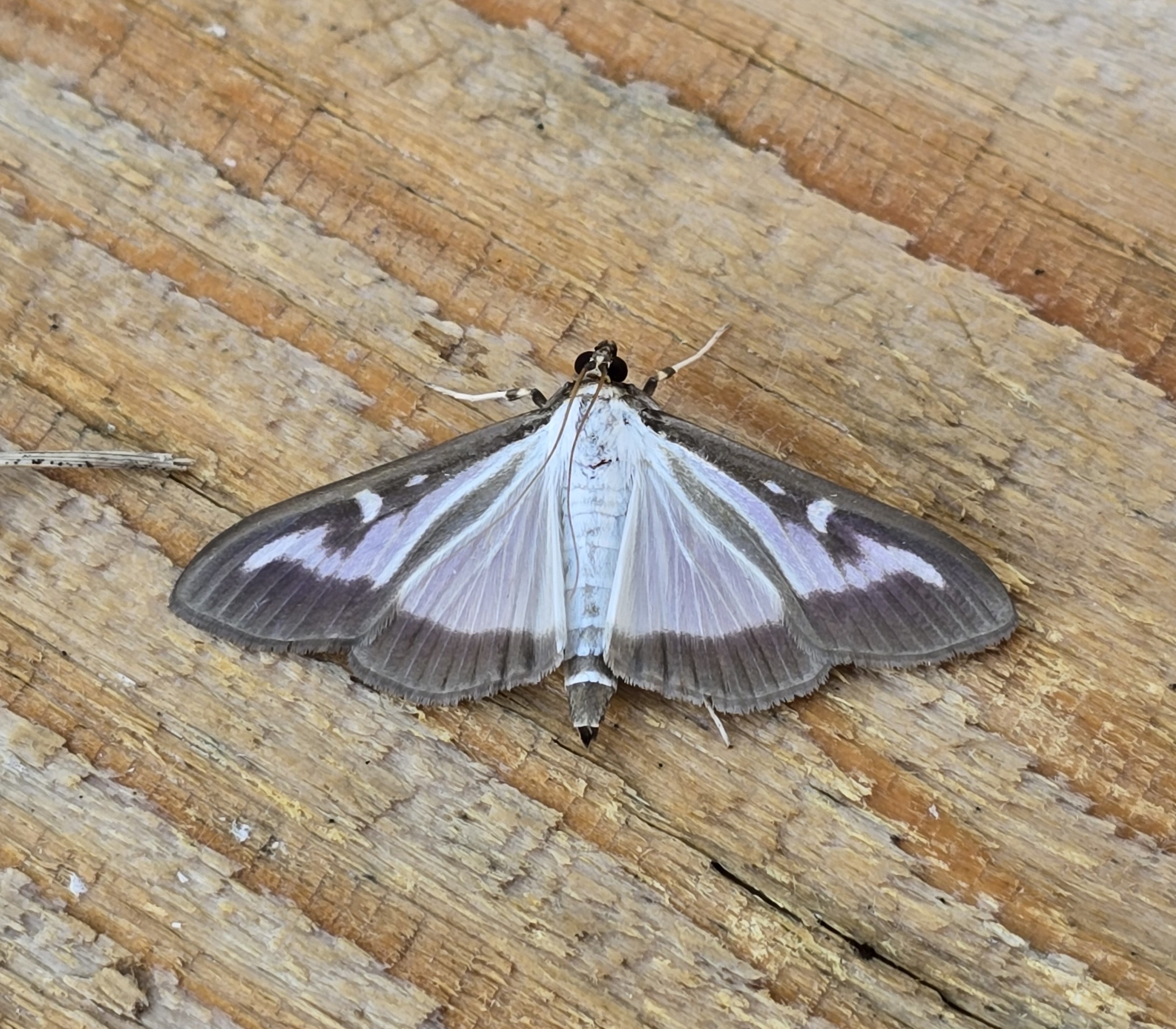 Photo of Box Tree Moth (Cydalima perspectalis)